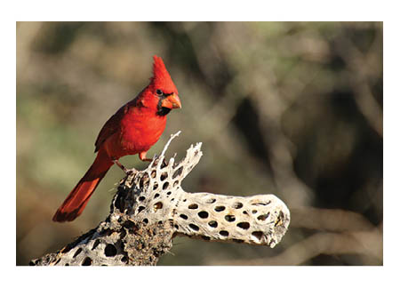 Father's Day - Cardinal Quest by Phoebe Janzen