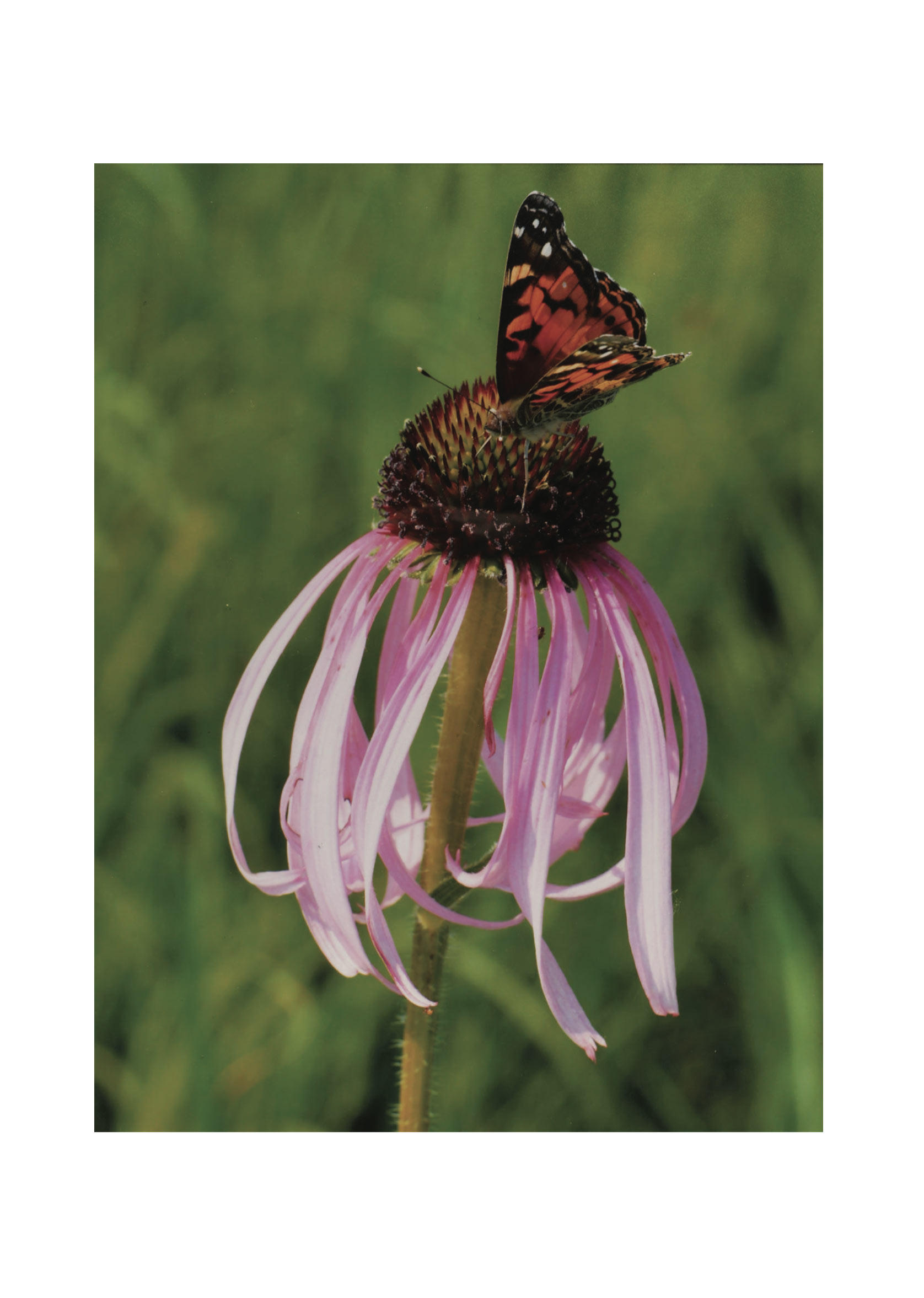 American Lady Butterfly on Echinacea pallida by Max Good